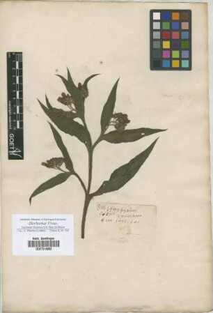 Symphytum