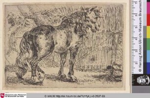 [Ein Pferd; A Horse]