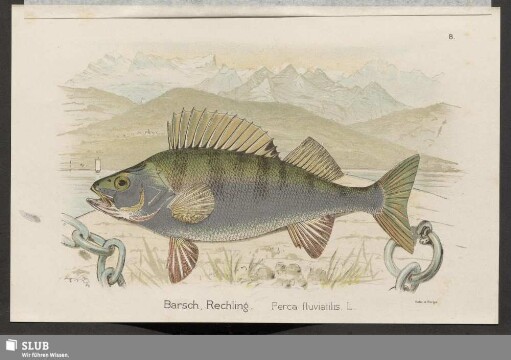Barsch, Rechling. Perca fluviatilis. L.
