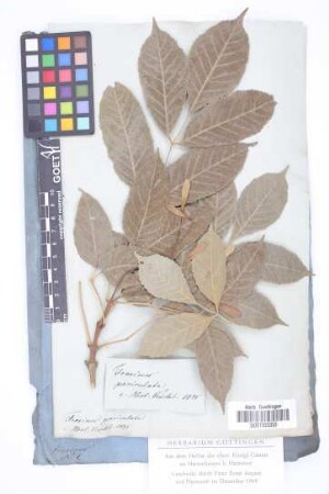 Fraxinus paniculata