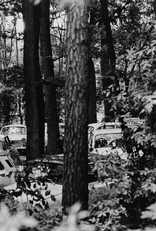 Parkende Autos in einem Wald