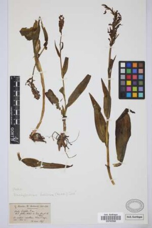 Orchis latifolia L. var Orchis foliosa Soland. sec Lowe