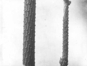 Gemeine Fichte (Picea abies), zwei entnadelte Aststücke verschiedener Stärke