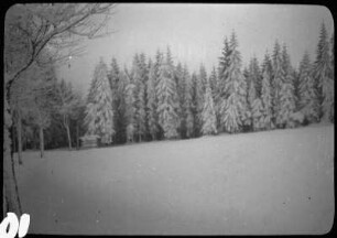 Schneebedeckte Bäume