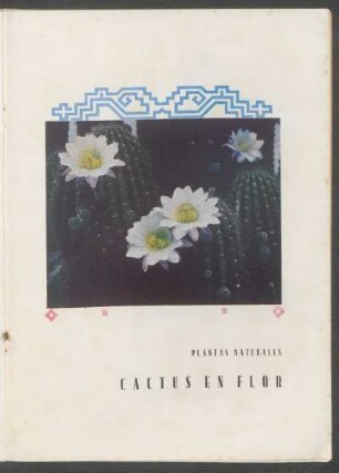 Plantas naturales: Cactus en flor - [Ilustración]