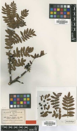 Bursera palmeri S.Watson var. glabrescens S.Watson[type]