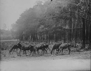 Damhirsche : Wildgehege Moritzburg. Damhirsche (Dama dama Linnaeus) am Waldrand.