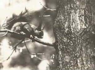 Eichhörnchen (Sciurus vulgaris) auf einem Ast