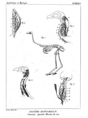 Pl. XXXIX ter. Systême Anatomique. Oiseaux. Squelette, Muscles du cou.