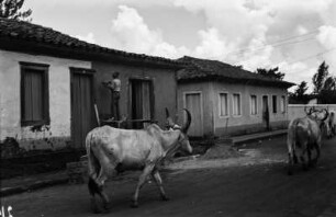 Rinder in Anápolis : Gekreuzte Zeburinder in Anápolis.