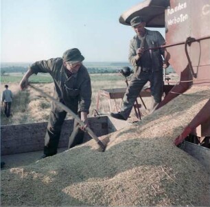 Landwirte beim Entleeren eines Mähdreschers