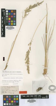 Deyeuxia glacialis Wedd. [isotype]