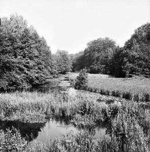 Süderbeste: vorn und am gegenüberliegenden Ufer Schilf und Wasserpflanzen: dahinter Bäume