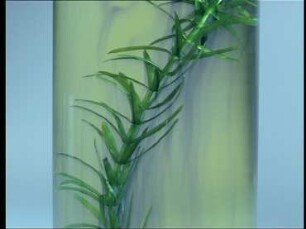 Photosynthese - Sauerstoffentwicklung: Faktoren Chlorophyll und CO[2]