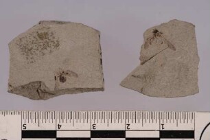 Marienkäfer (Coccinellidae)