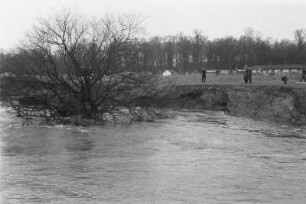Entwurzelter Baum : Ein durch das Hochwasser entwurzelter Baum am ausgespülten Ufer der Weißen Elster