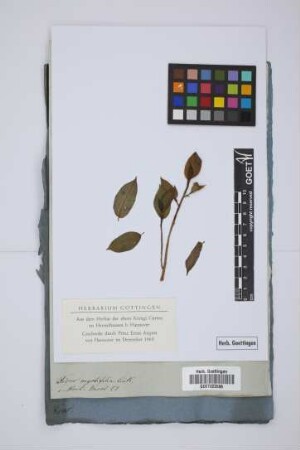 Ficus myrtifolia Link
