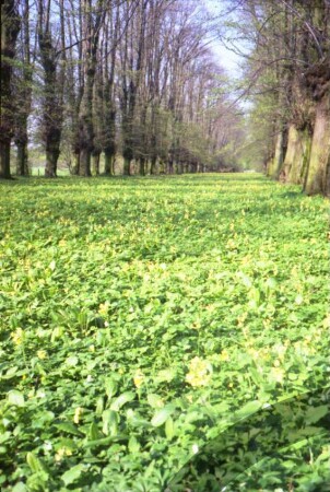 Jersbeker Park: Lindenallee: Bodenbewuchs Schlüsselblumen in Blüte