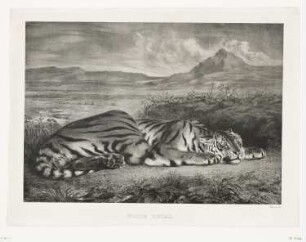 Tigre Royal