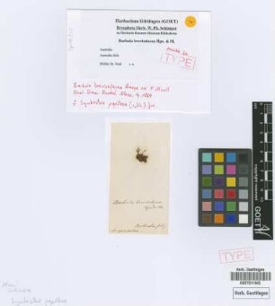Barbula brevisetacea Hampe ex F.Muell. [isotype]