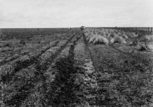 Grasland : Das Grasland nahe der Fazenda Boa Esperança.