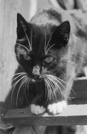 Aufnahme einer Katze