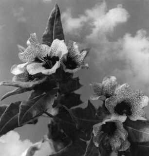 Schwarzes Bilsenkraut in Blüte