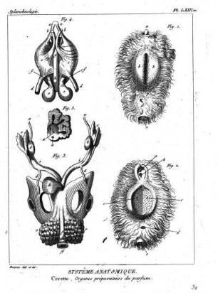 Pl. LXIII ter. Systême Anatomique. Civette, Oranges préparateurs du parfum.