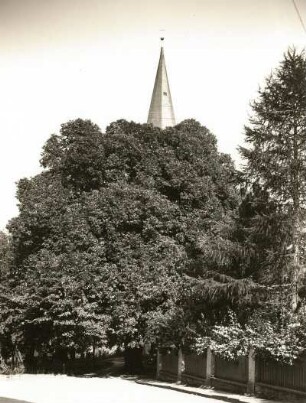 Lengefeld. Große Linde vor der Kirche
