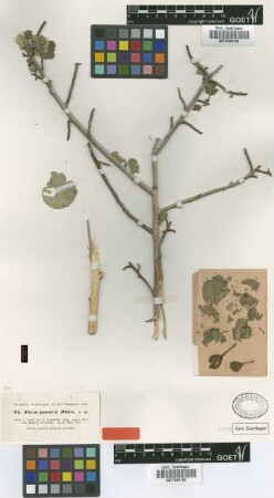 Ficus persica Boiss. [type]