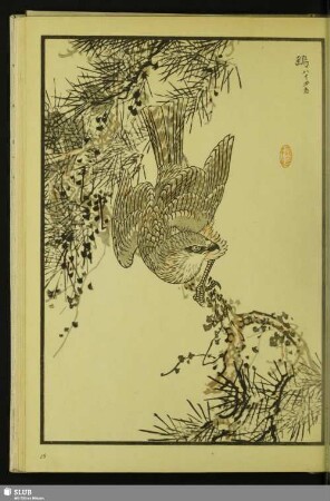 [Sperber, Accipiter nisus nisosimilis (Tickell)]