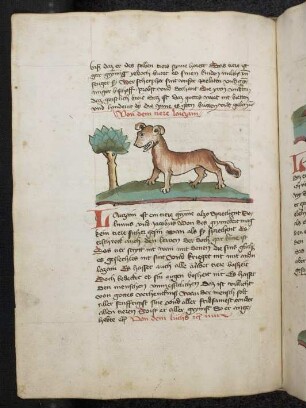 Tier "Lauzani"; (Teil III A: Von den Tieren, die auf der Erde gehen)