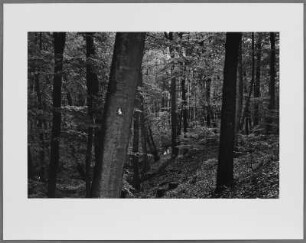 Waldstück