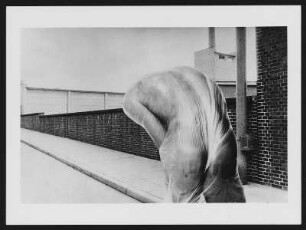 Torso, 1-fach in Folie