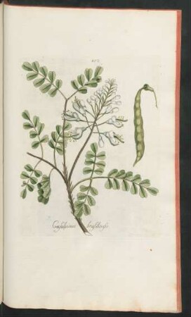 452. Caesalpinia brasiliensis