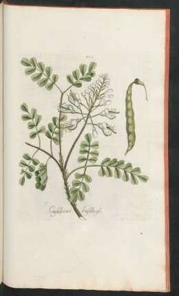 452. Caesalpinia brasiliensis