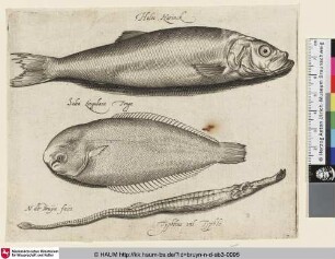 Halec. Harinck; Solea Lingulaca Tonge; Typhline vel Typhle [Hering, Seezunge und Seenadel; A Herring, Sole, and Long Fish]