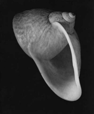 Zaplagius lateralis Mke., Brasilien