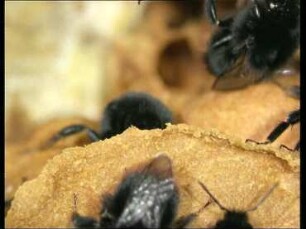 Nest-Building Activities of the Bumblebee Bombus lapidarius