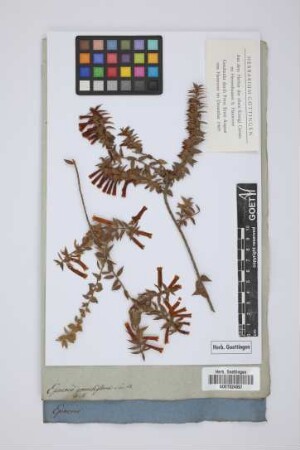 Epacris grandiflora Smith