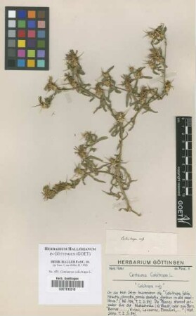 Centaurea calcitrapa L.