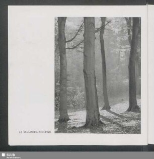 Sonniger Buchenwald