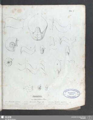 Tab: I. Goniatiten mit abgerundeten Loben