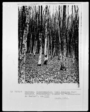 Birkenwald