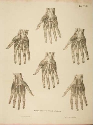 Anordnungen der Gefäßbögen der rechten Hand