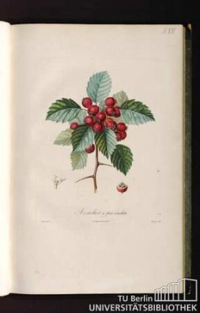 Pl. VIII. Azerolier à fruit écarlate.