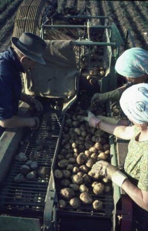 Fotografie: Kartoffel, Erntetechnik, Kartoffelsammelroder, Sortiertechnik, Arbeitsplatz
