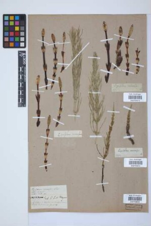 Equisetum arvense L.