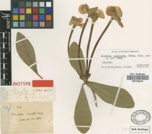 Brunfelsia macroloba Urb. [isotype]
