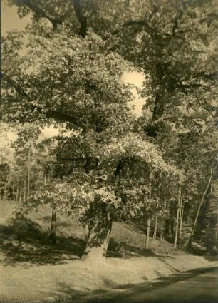 Eiche im Reichswald, Pirmasenser Str
